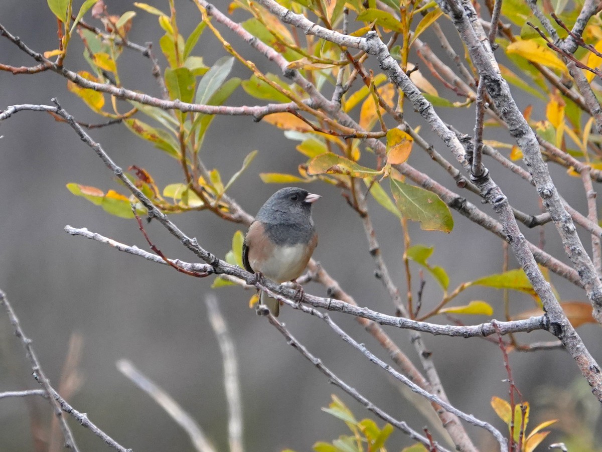 Dark-eyed Junco - ML643434189