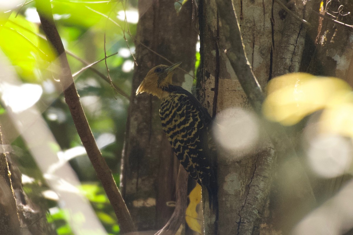 Ochre-backed Woodpecker - ML643434224