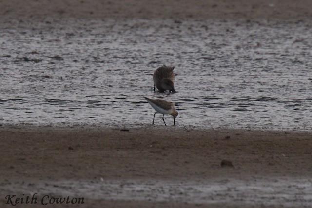 Curlew Sandpiper - ML643434264