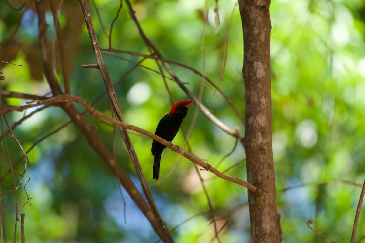 Helmeted Manakin - ML643434267