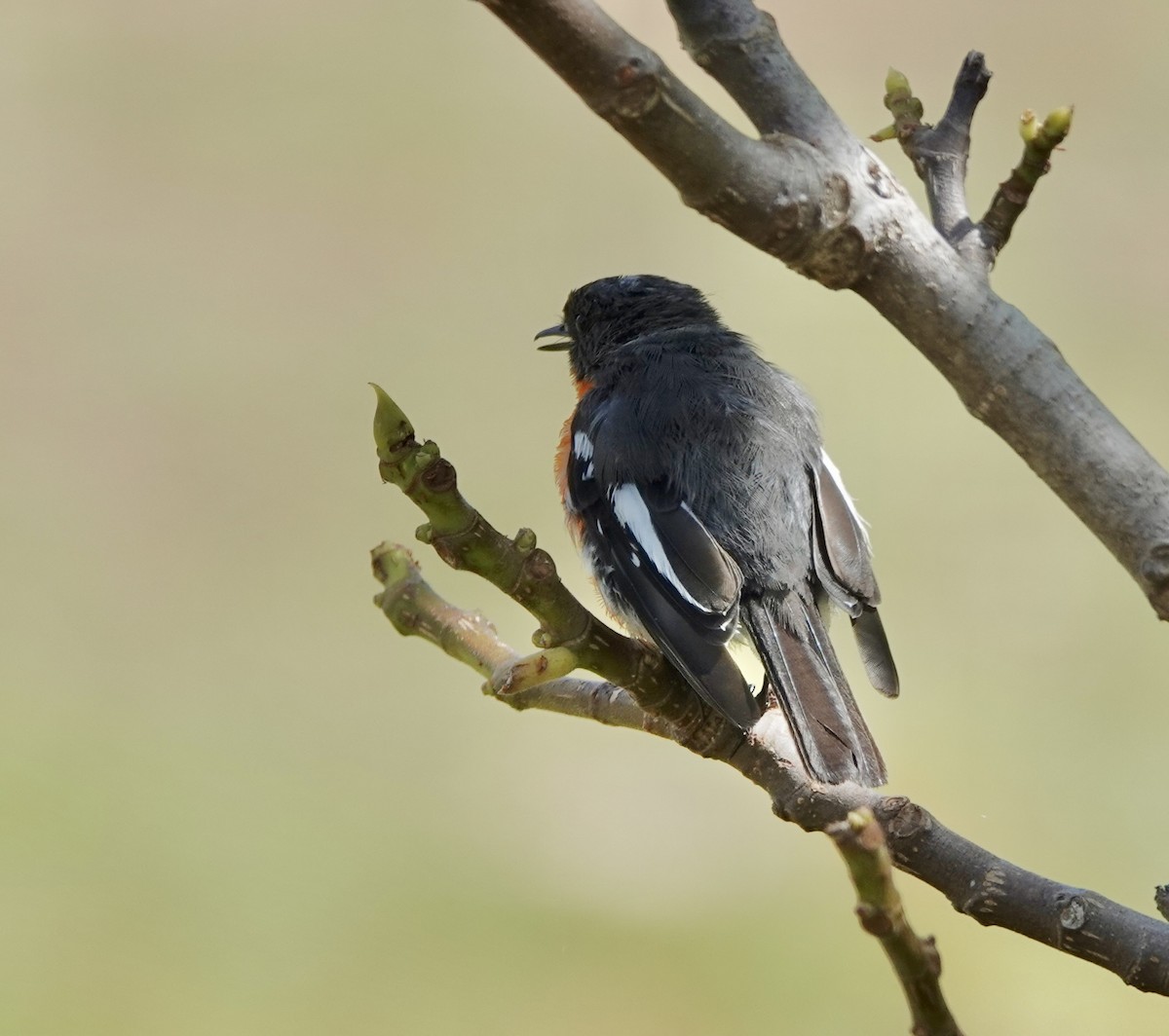 Flame Robin - ML643434278