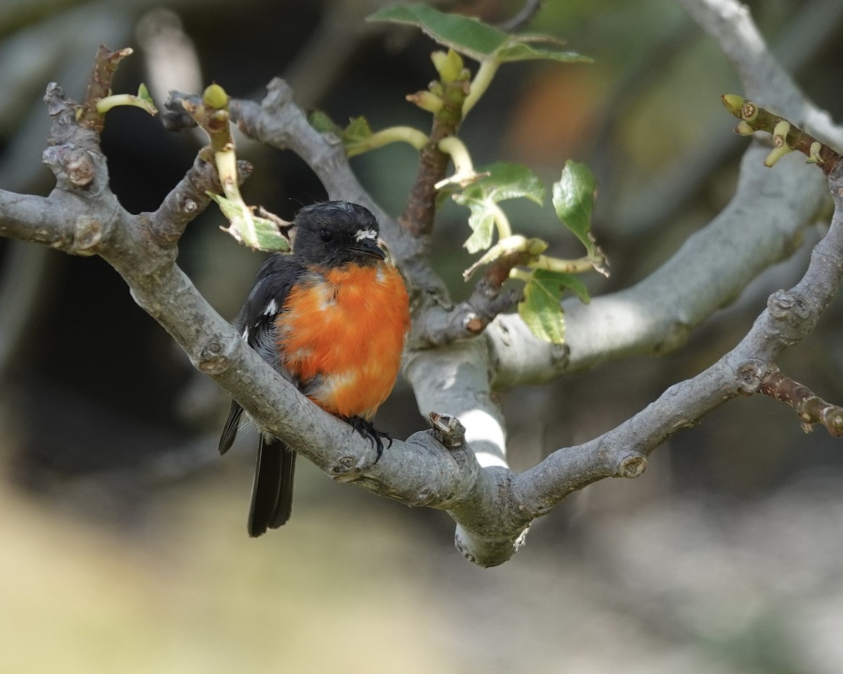 Flame Robin - ML643434279