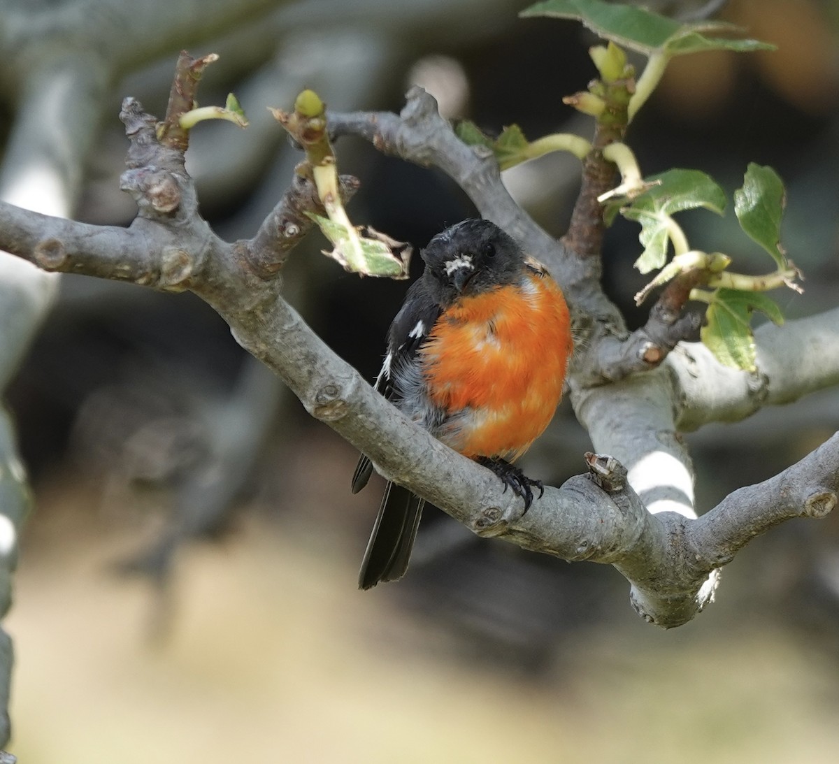 Flame Robin - ML643434280
