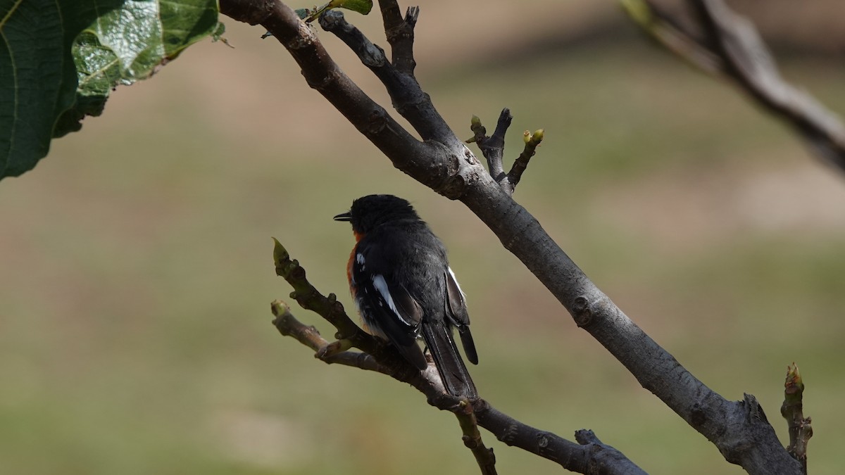 Flame Robin - ML643434281