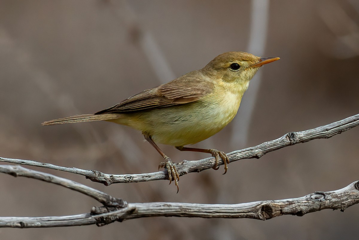 Melodious Warbler - ML643434301