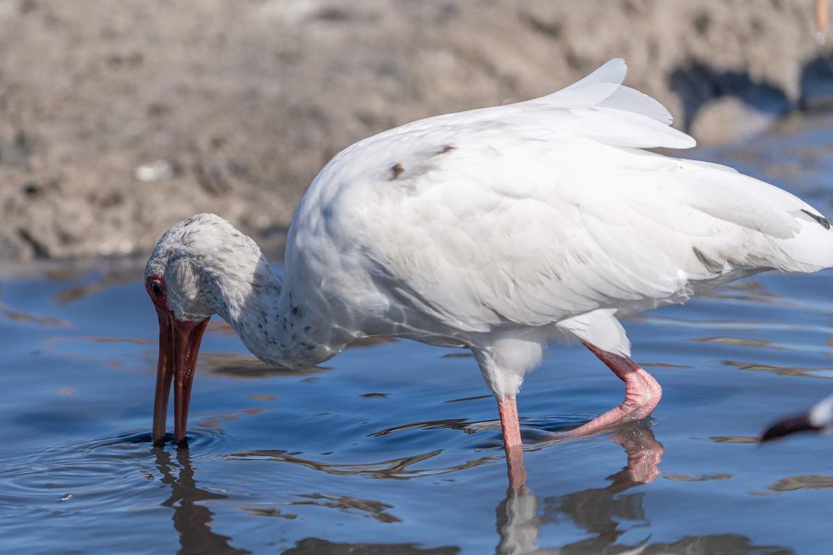 Ibis blanc - ML643434328