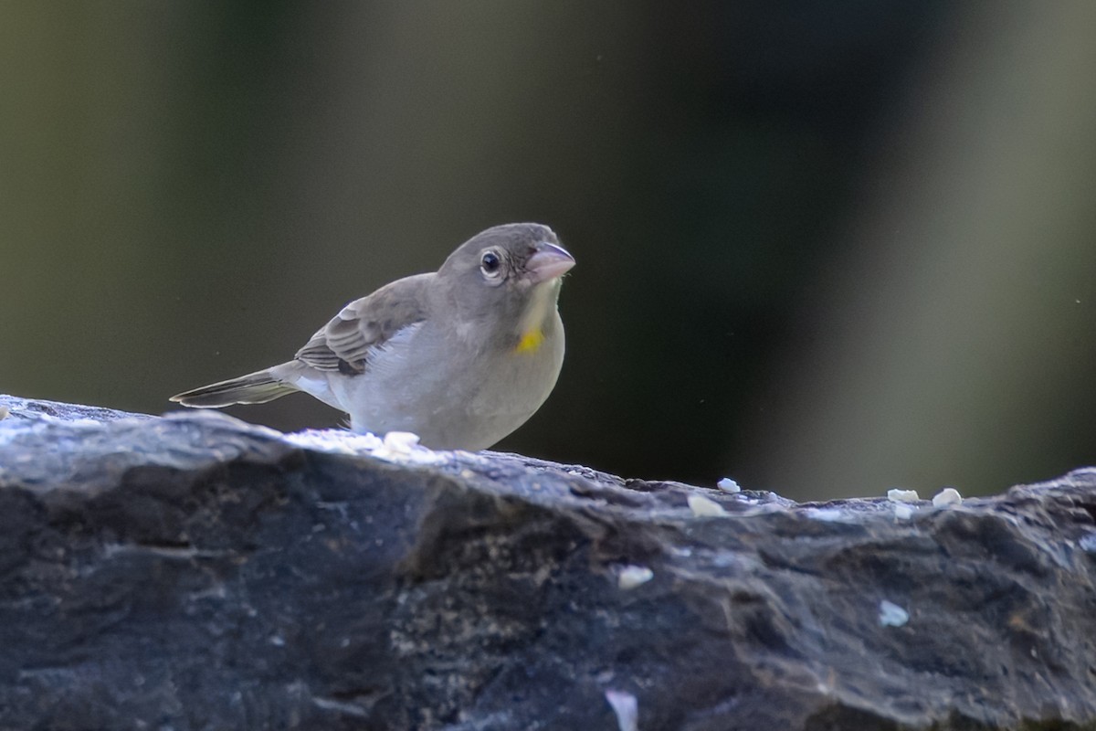 Yellow-spotted Bush Sparrow - ML643434332
