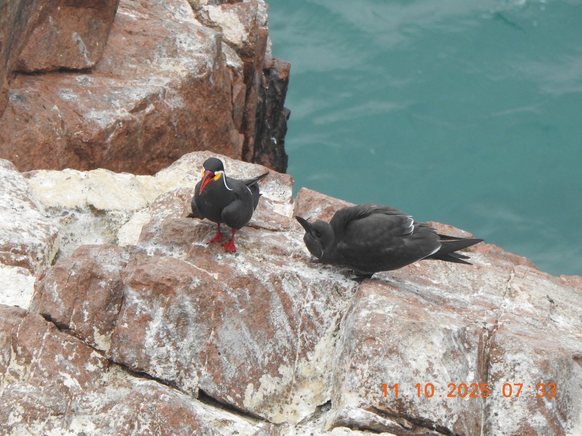 Inca Tern - ML643434354