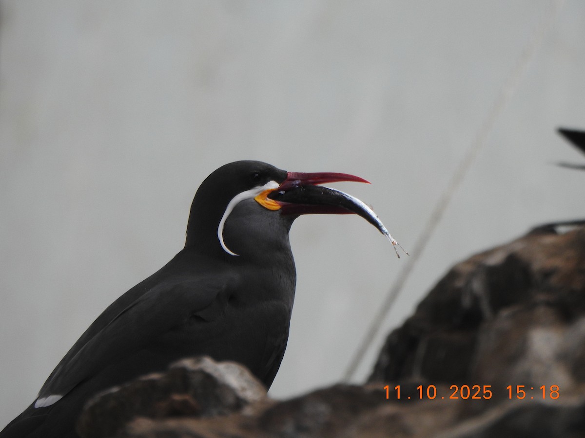 Inca Tern - ML643434356