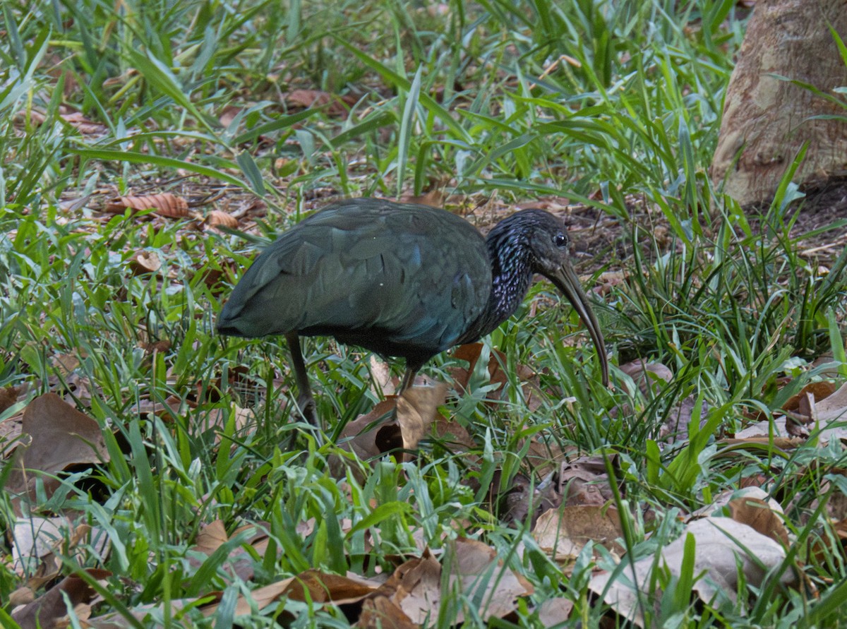 Green Ibis - ML643434359