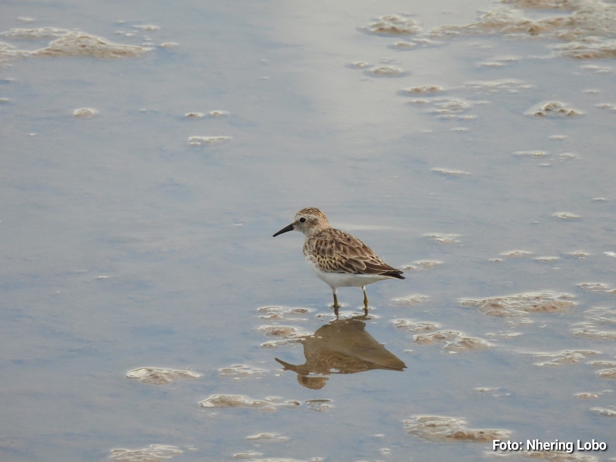 Least Sandpiper - ML643434364
