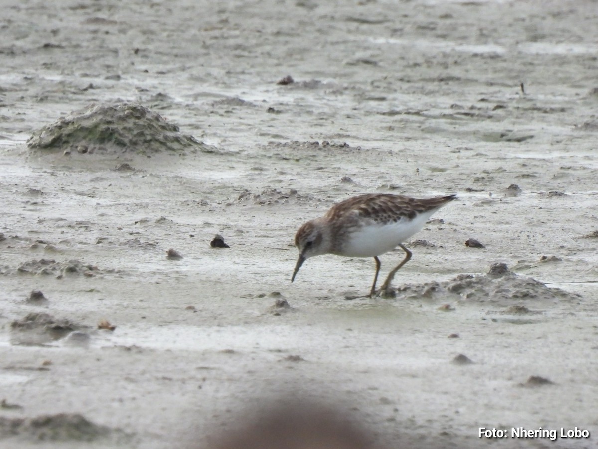 Least Sandpiper - ML643434365