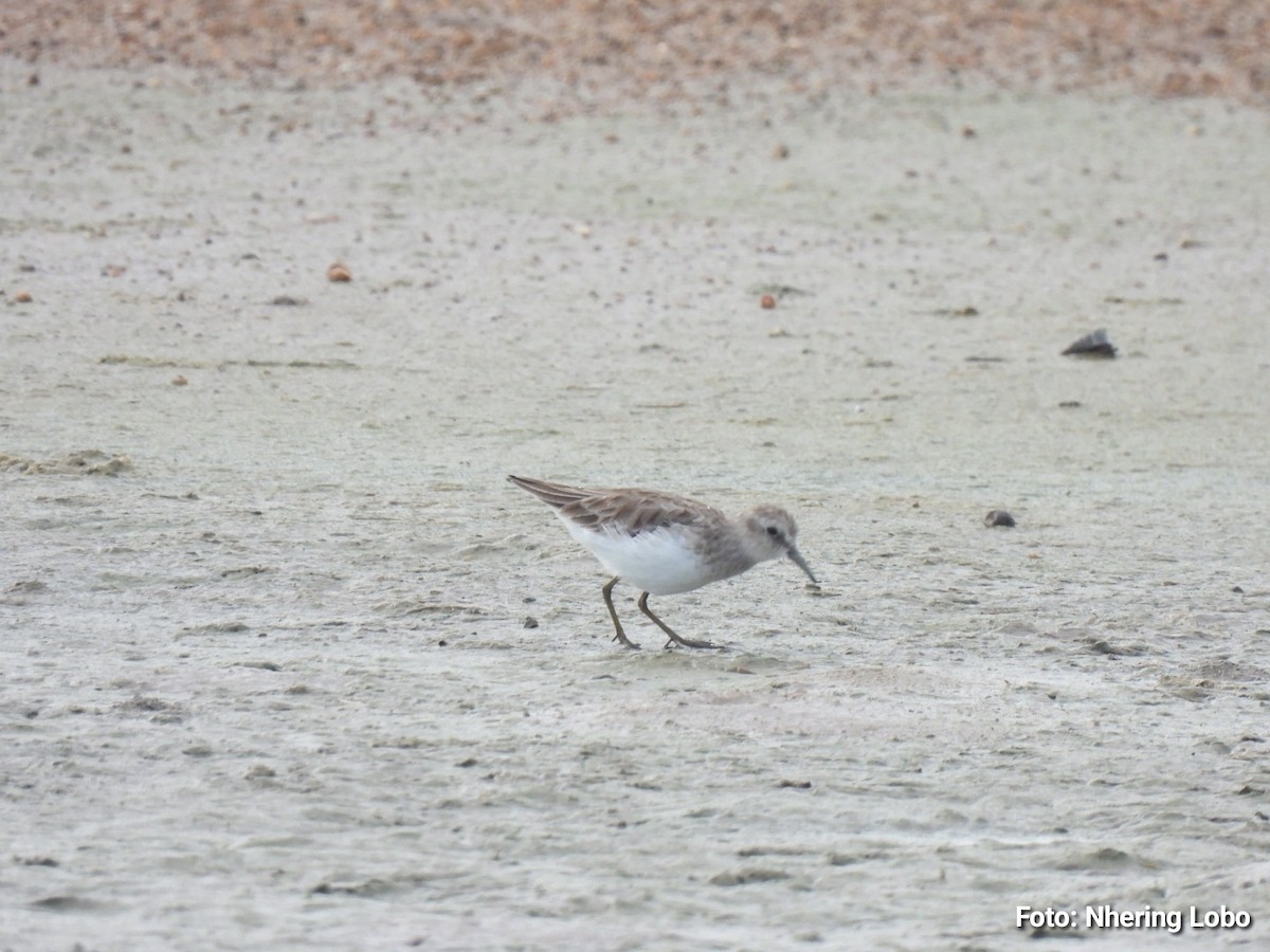 Least Sandpiper - ML643434366