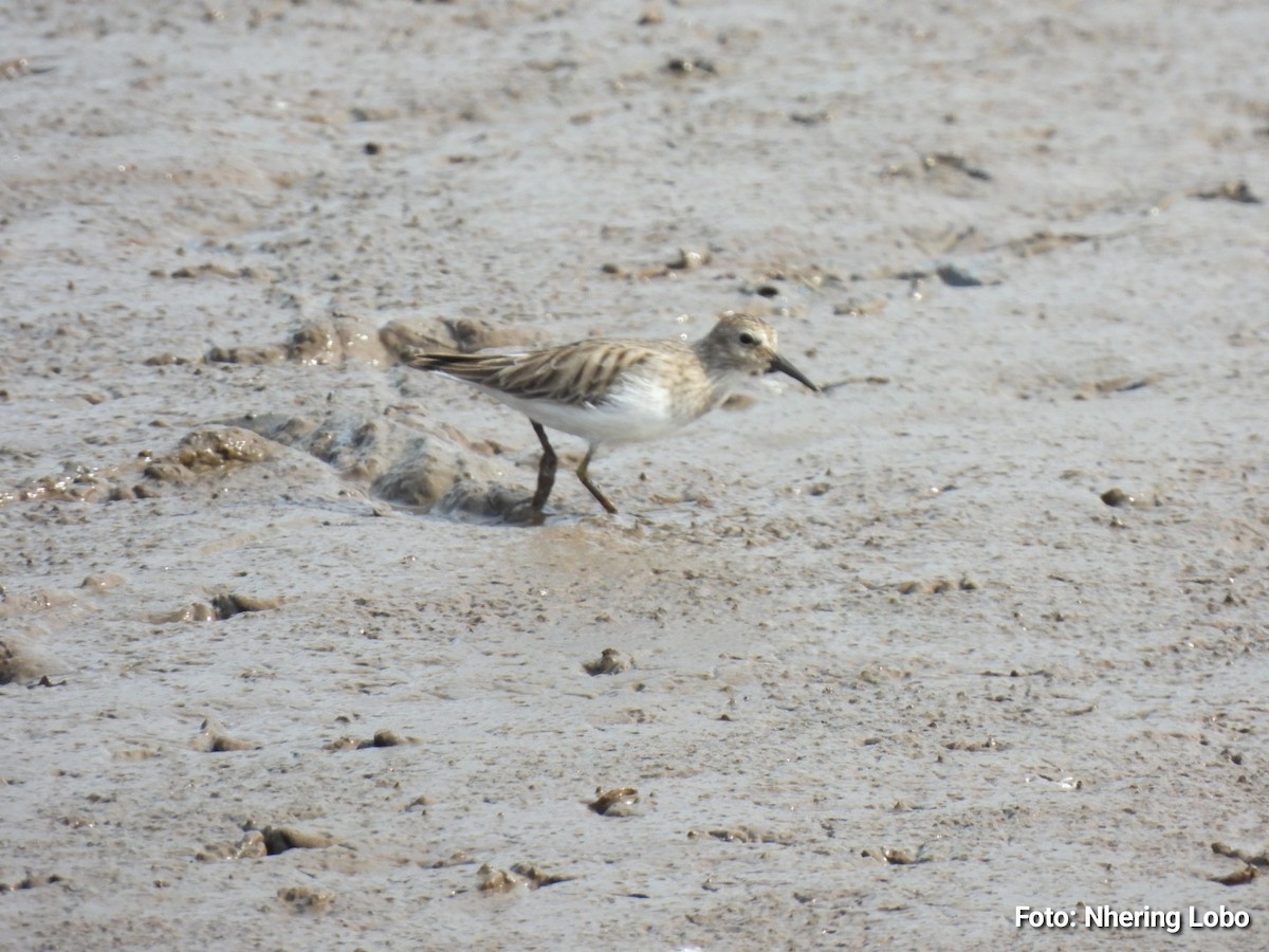 Least Sandpiper - ML643434367