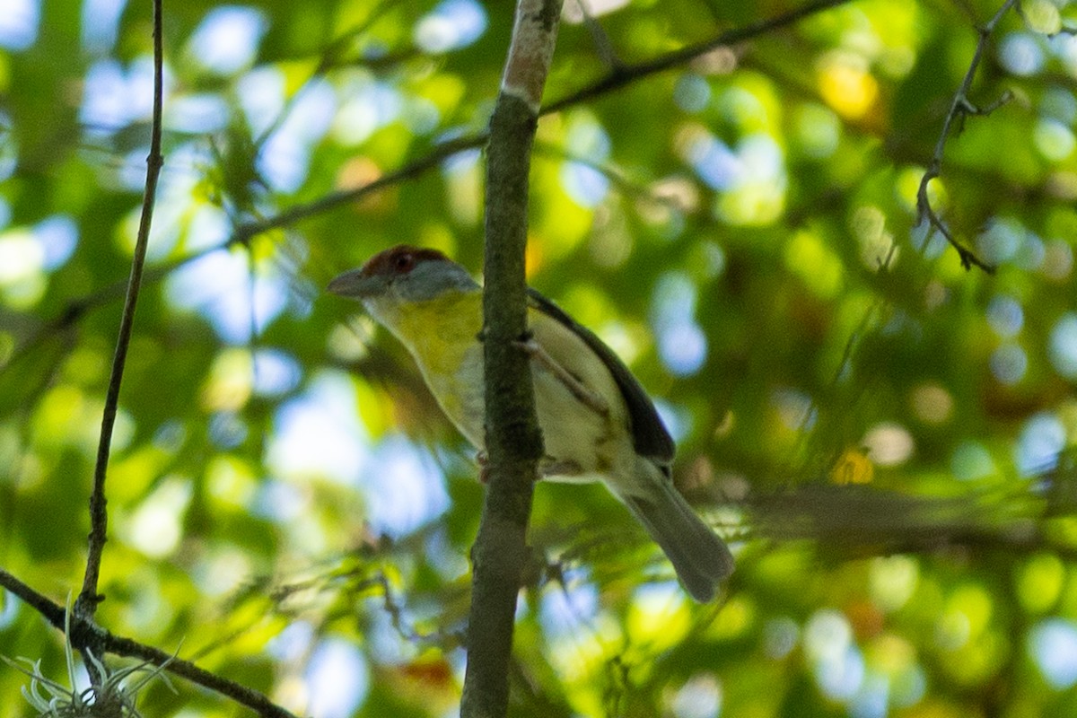 アカマユカラシモズ - ML643434399