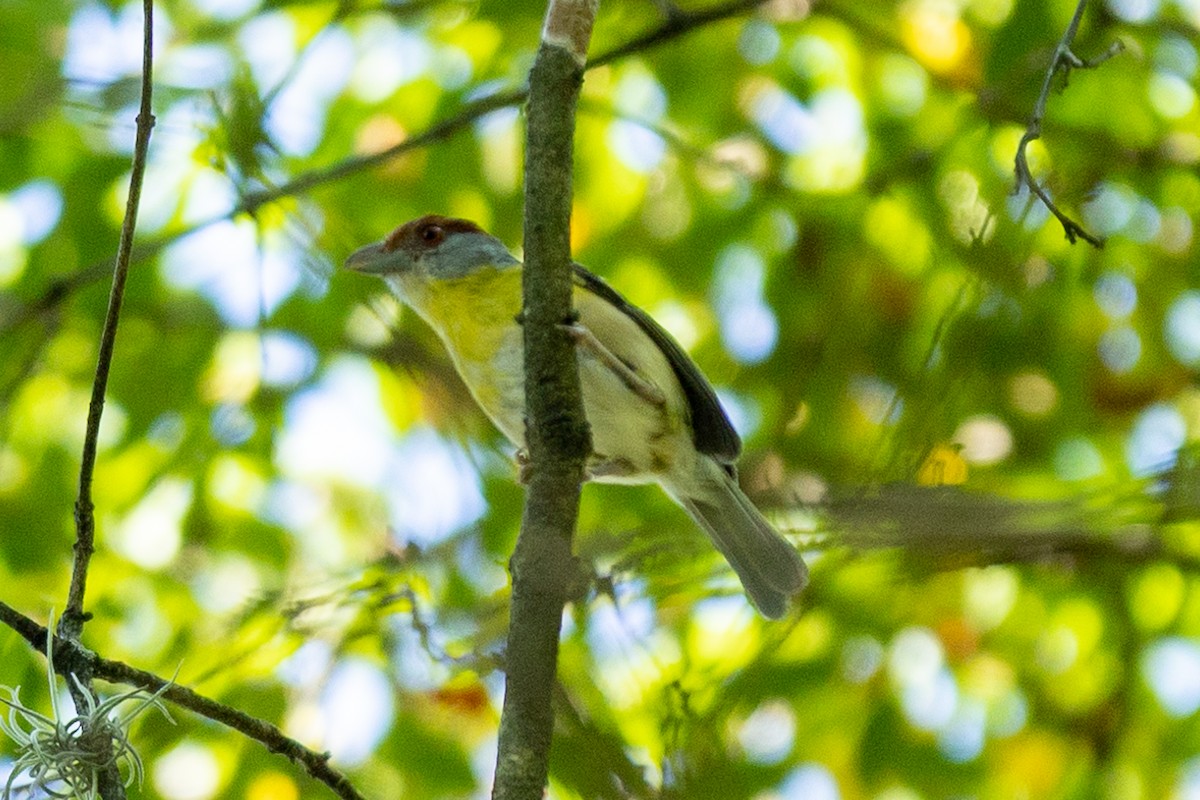 アカマユカラシモズ - ML643434409