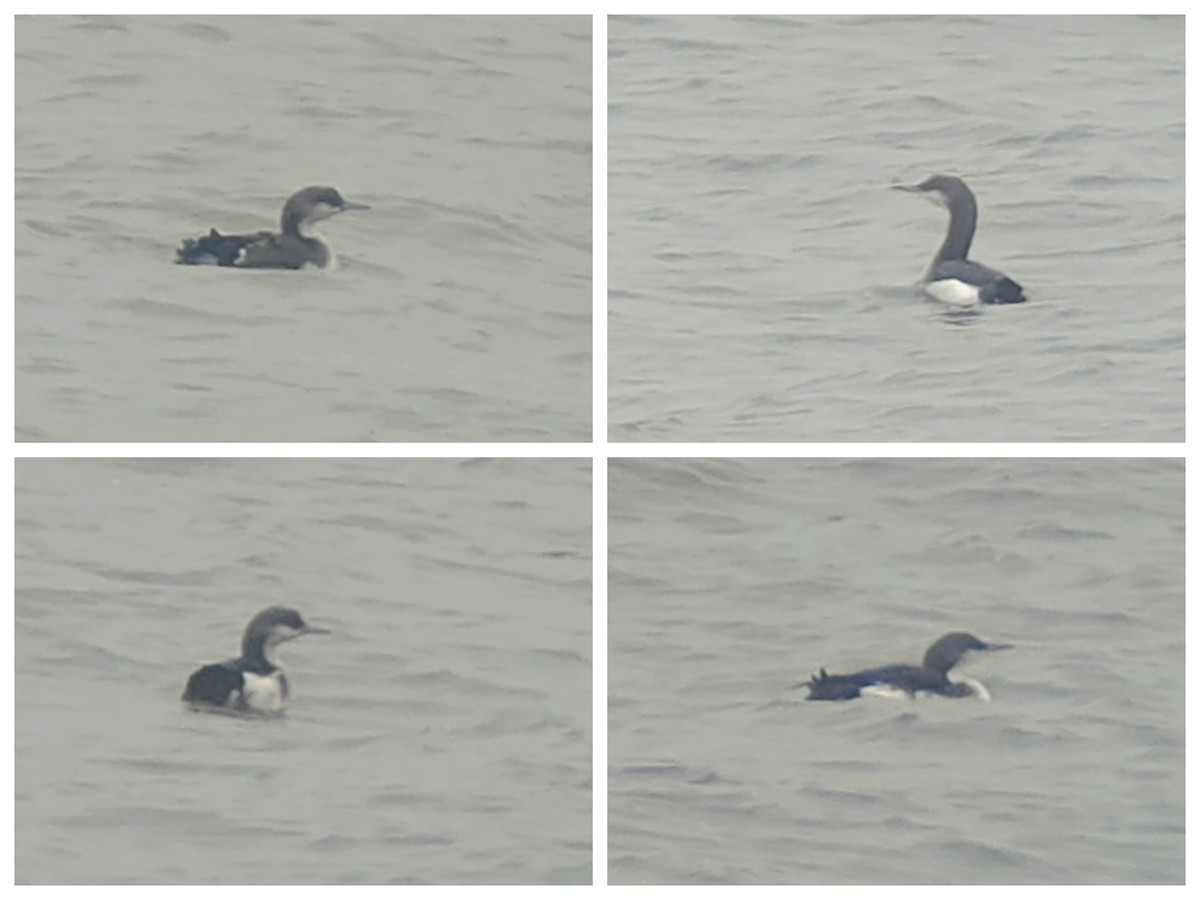 Arctic Loon - ML643434411