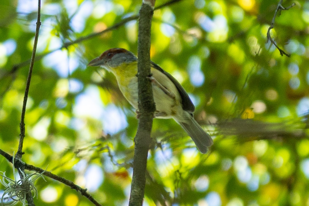アカマユカラシモズ - ML643434413