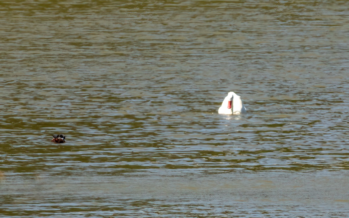Coscoroba Swan - ML643434422