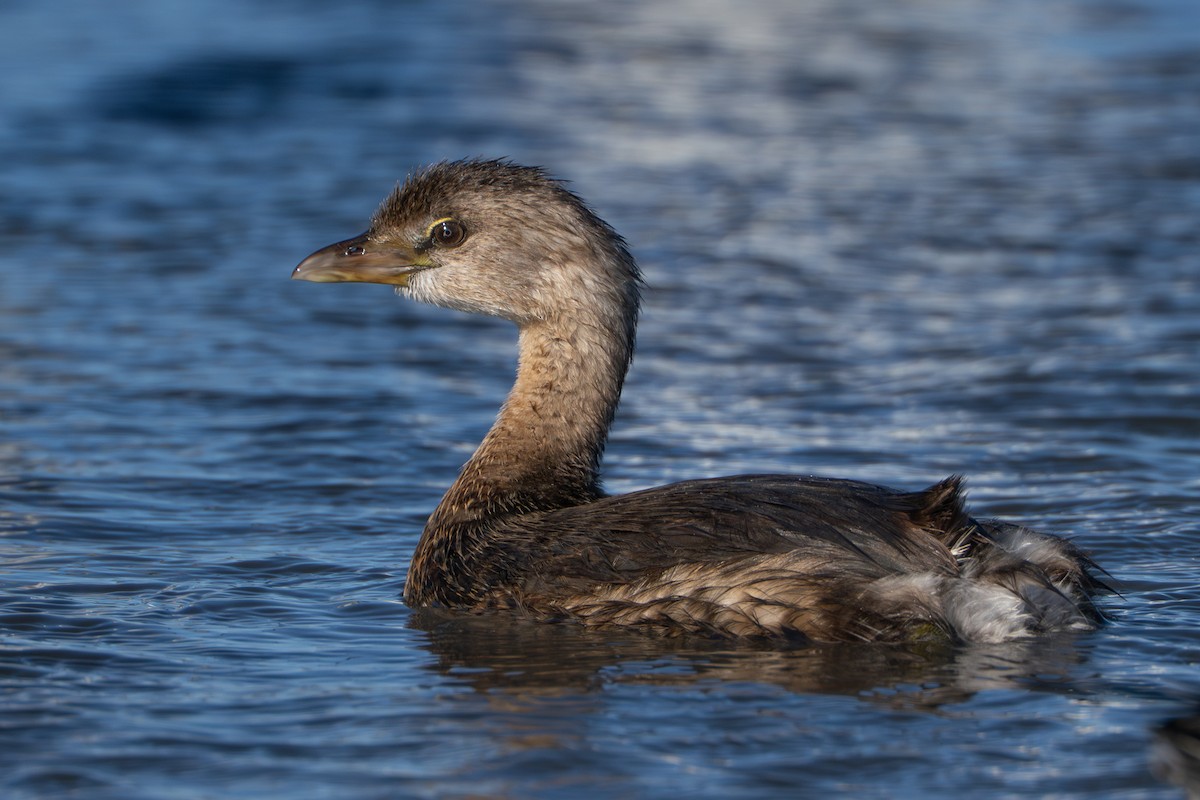 Pied-billed Grebe - ML643434428