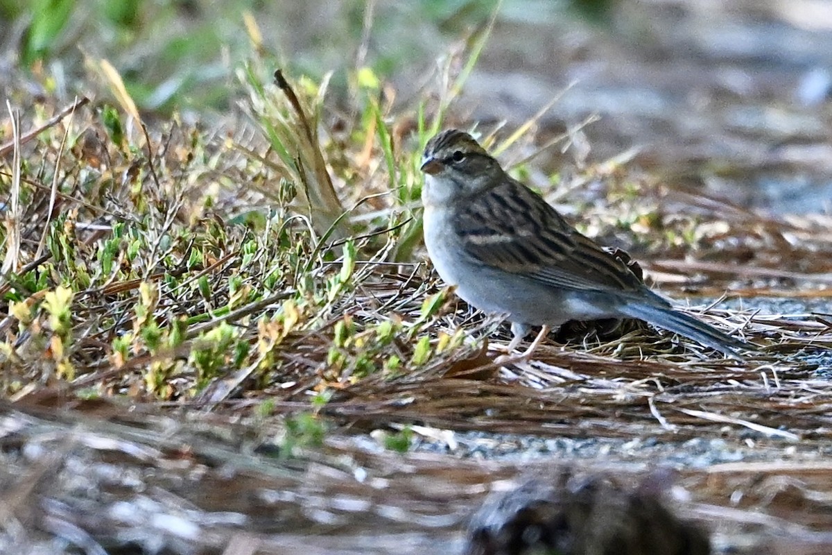 Chipping Sparrow - ML643434457