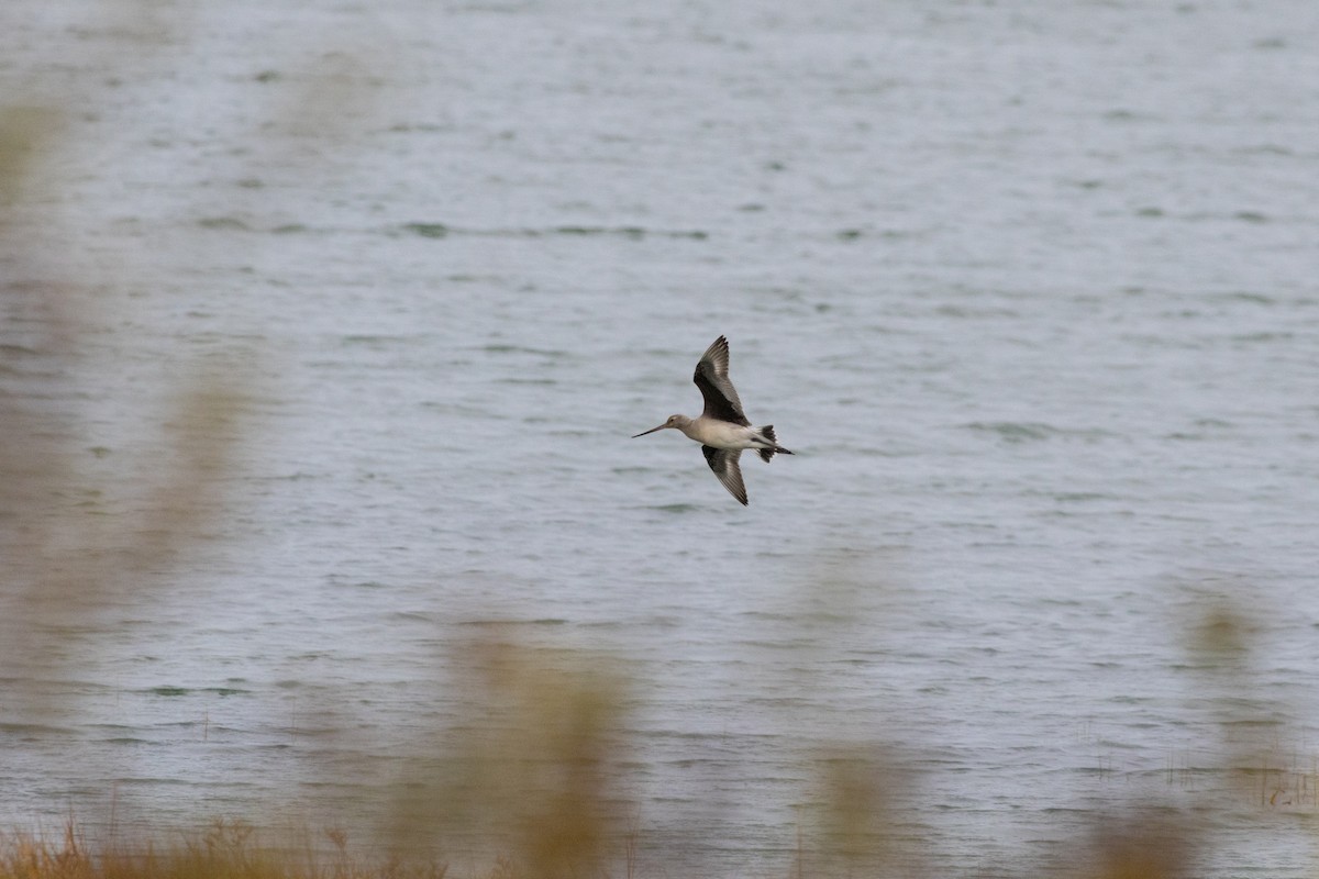Hudsonian Godwit - ML643434458