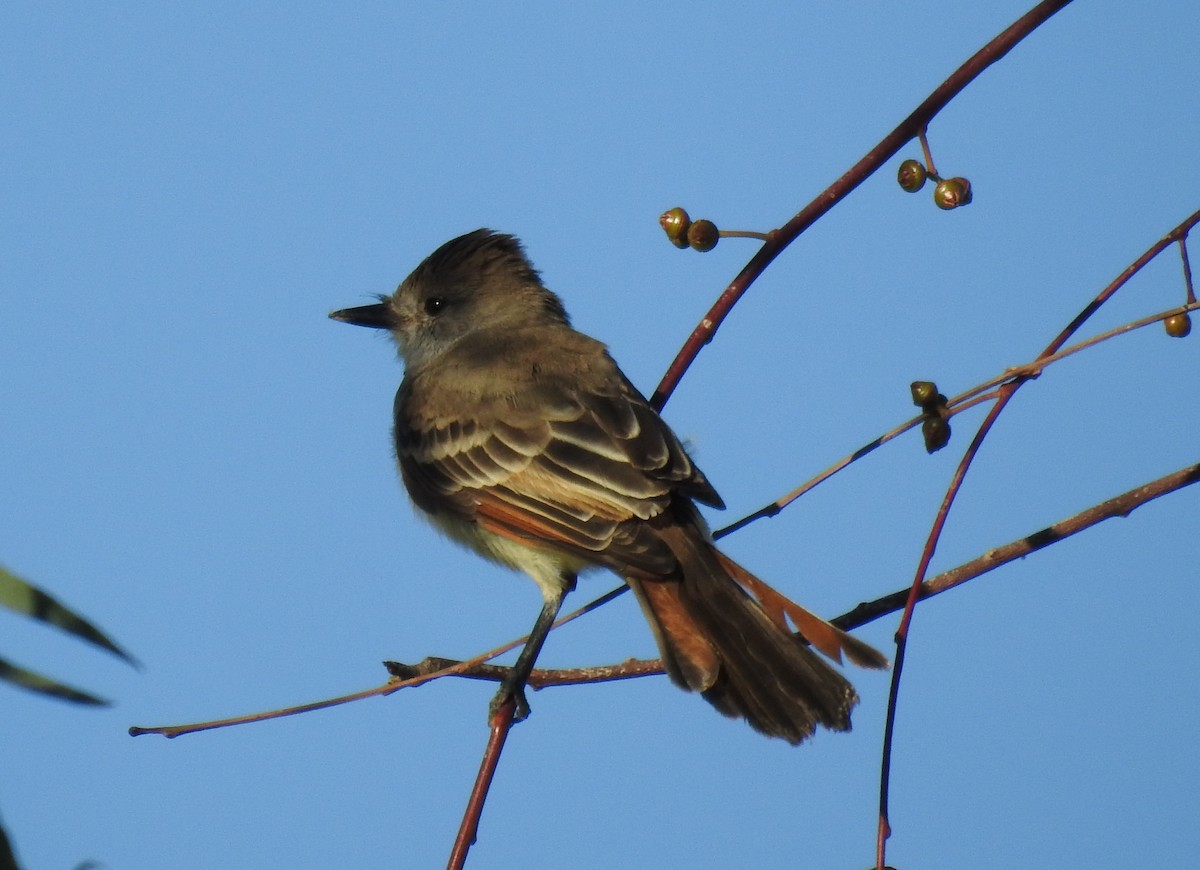 Ash-throated Flycatcher - ML643434466