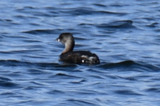 Pied-billed Grebe - ML643434482