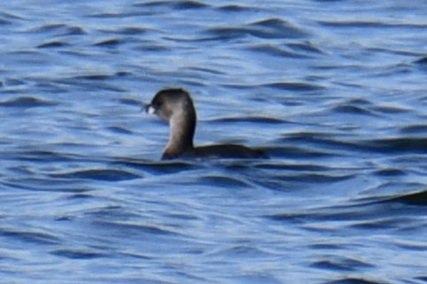 Pied-billed Grebe - ML643434483