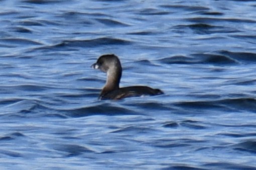 Pied-billed Grebe - ML643434484