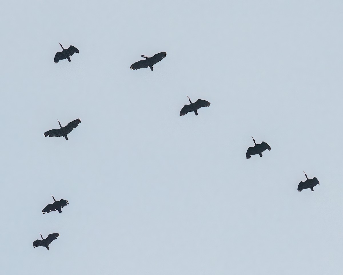 Ibis Afeitado - ML643434494