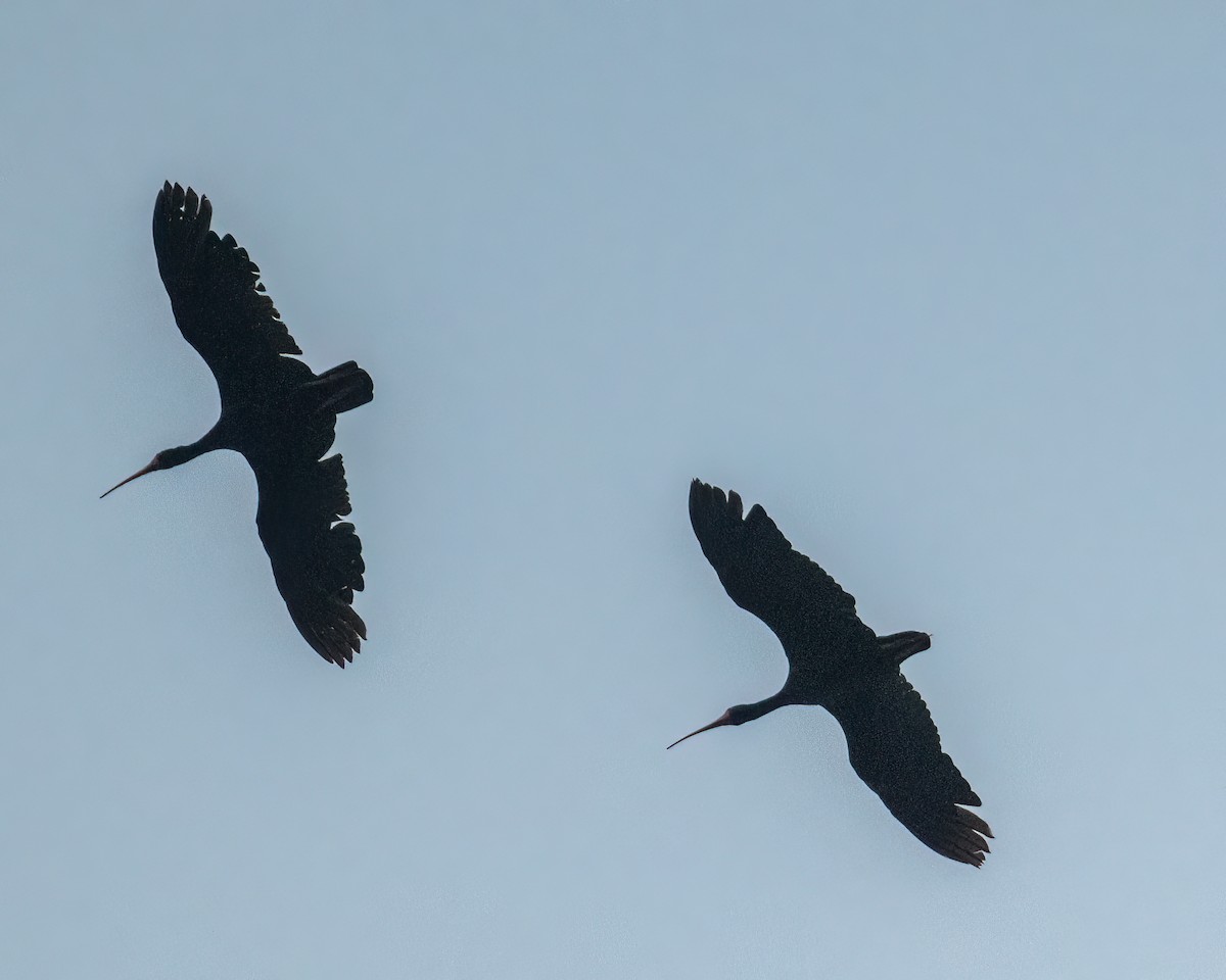 Ibis Afeitado - ML643434495