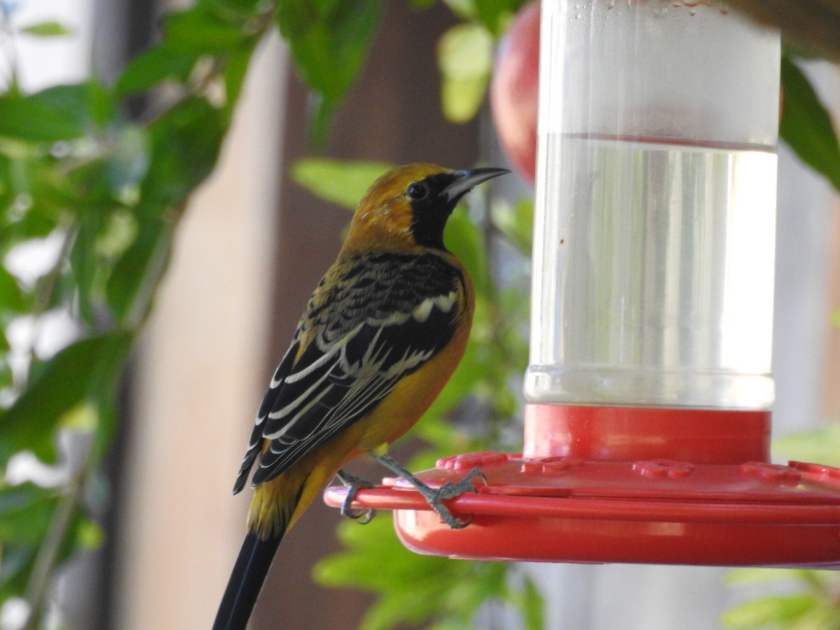 Hooded Oriole - ML643434519