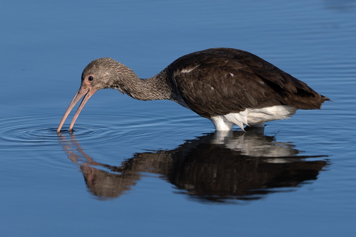 Ibis blanc - ML643434521