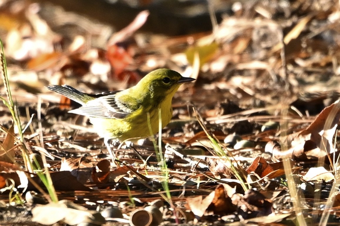 Pine Warbler - ML643434533