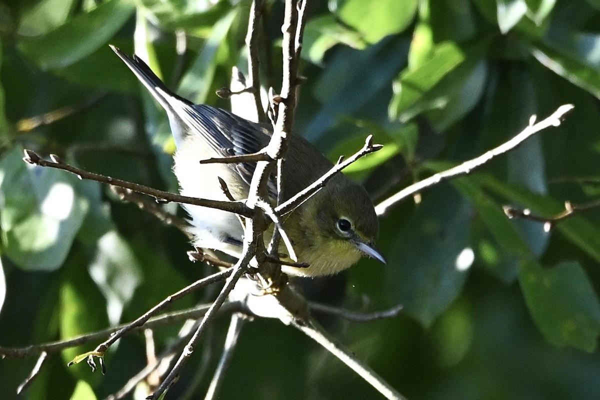 Pine Warbler - ML643434534