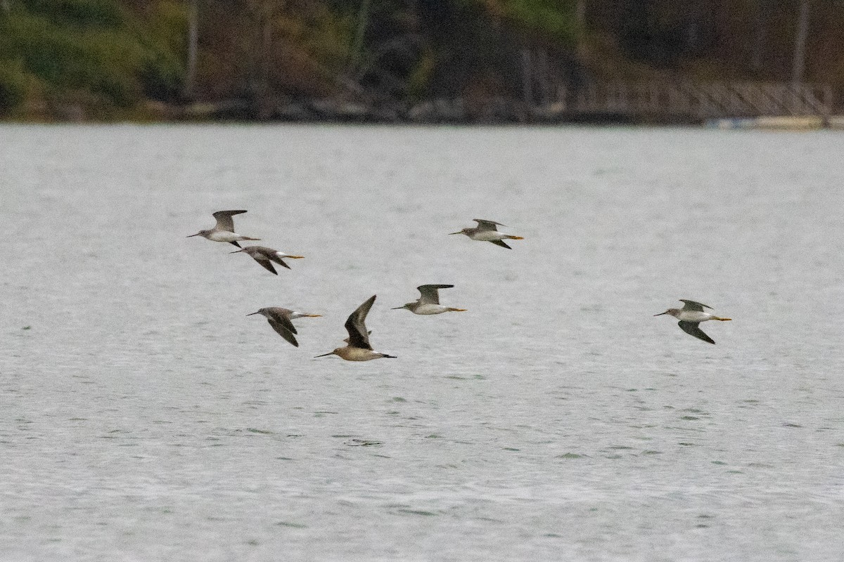 Hudsonian Godwit - ML643434538