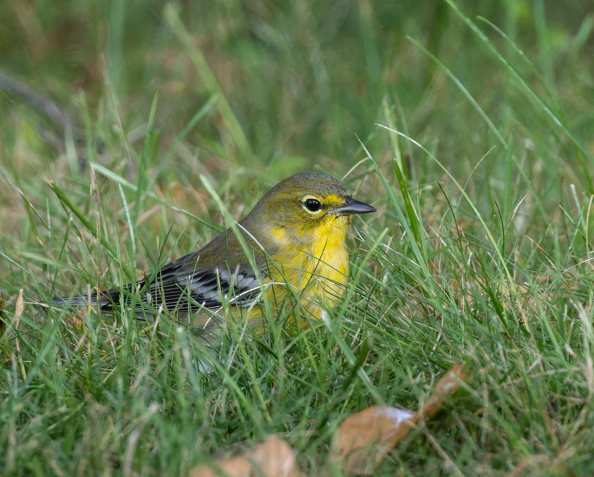 Pine Warbler - ML643434547