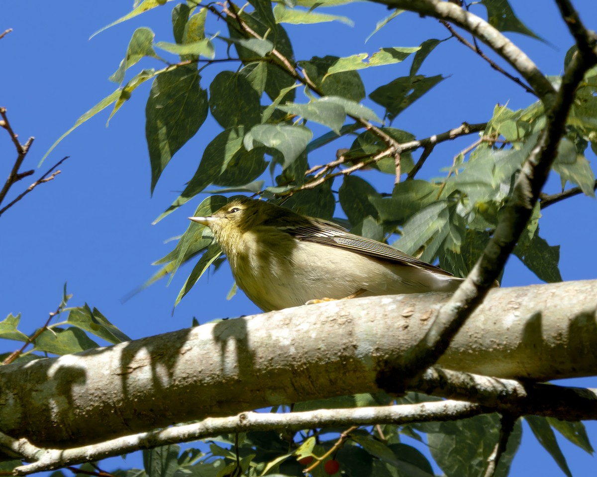 Blackpoll Warbler - ML643434552
