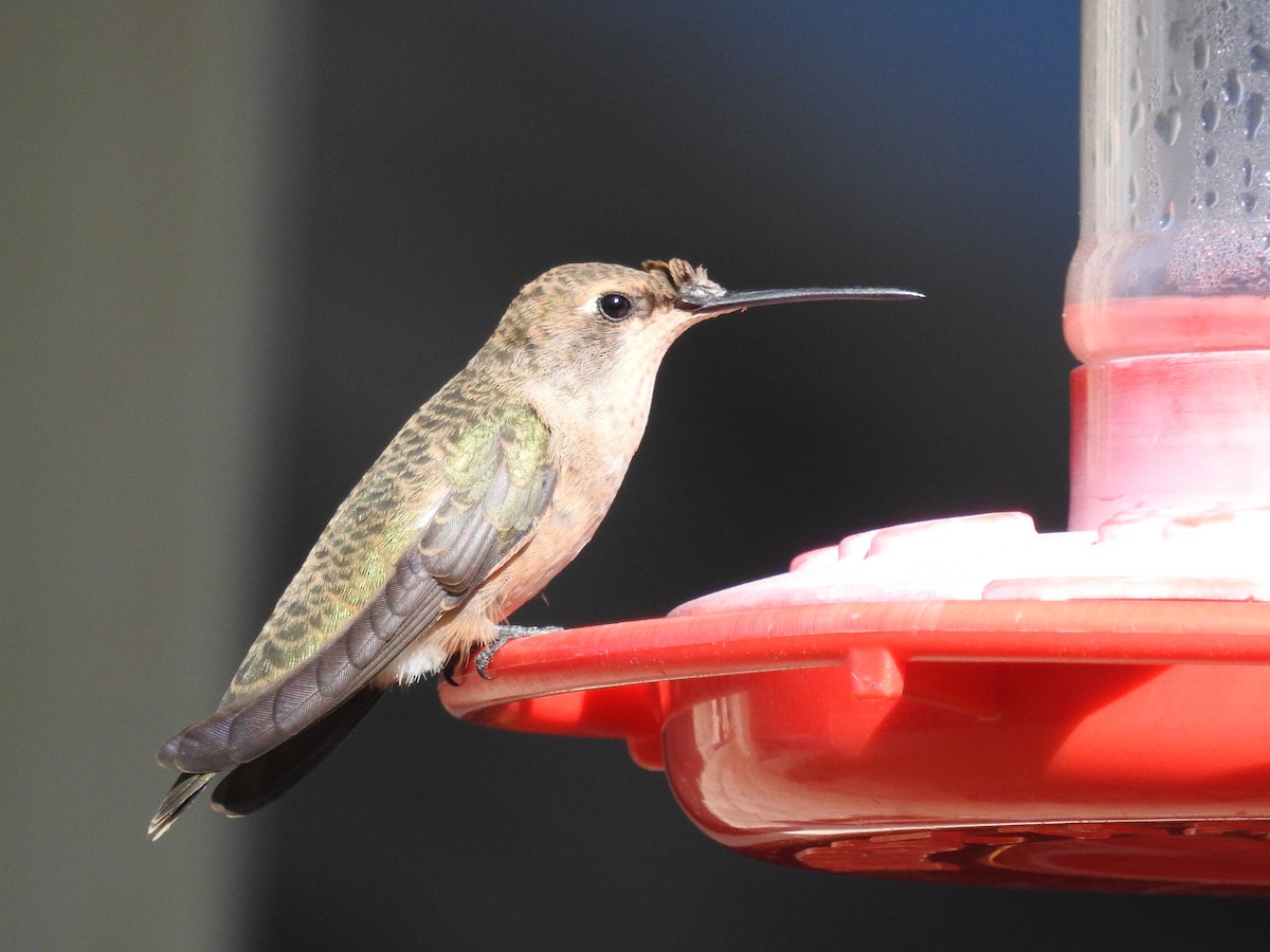 Black-chinned Hummingbird - ML643434561