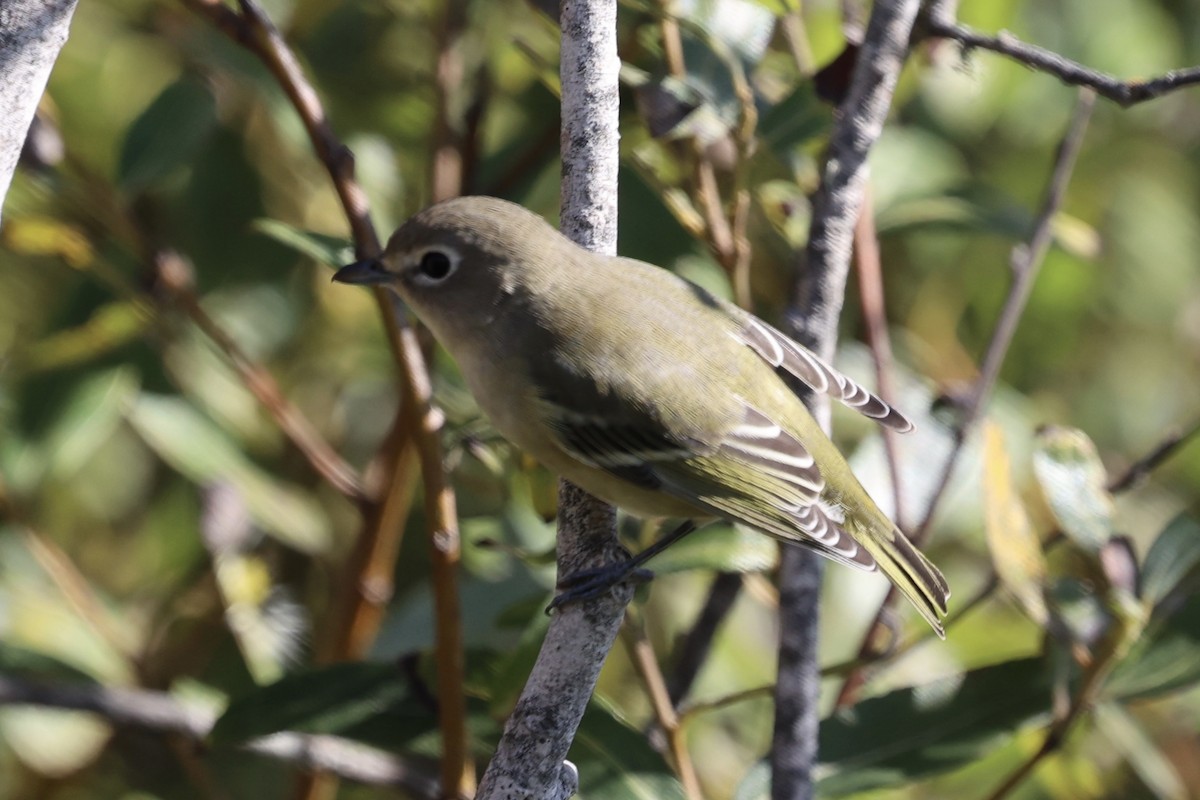 Cassin's Vireo - ML643434571