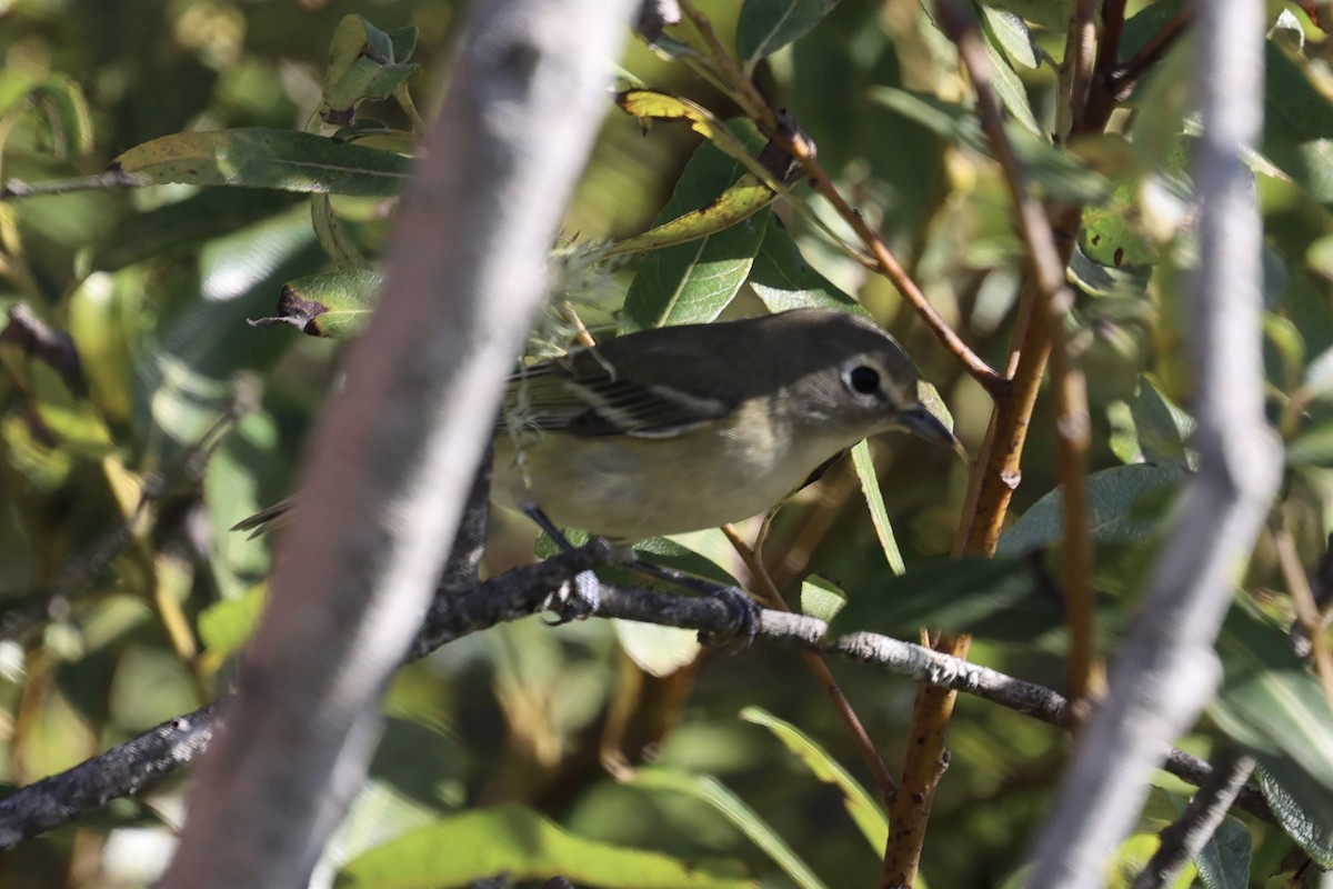 Cassin's Vireo - ML643434572