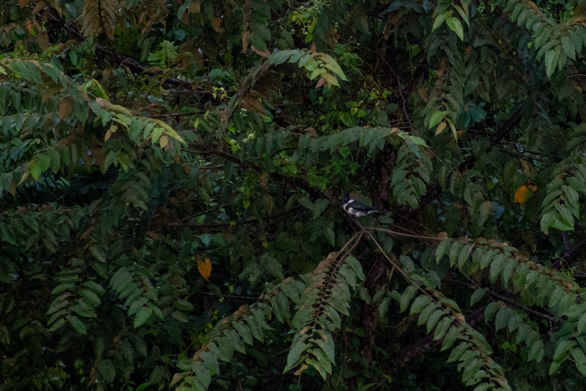 Amazon Kingfisher - ML643434600