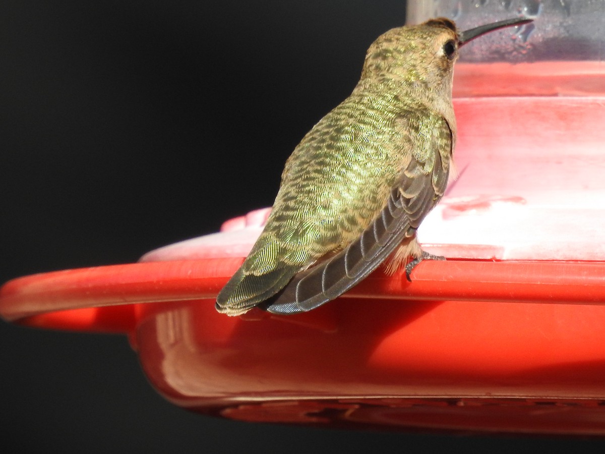 Black-chinned Hummingbird - ML643434624