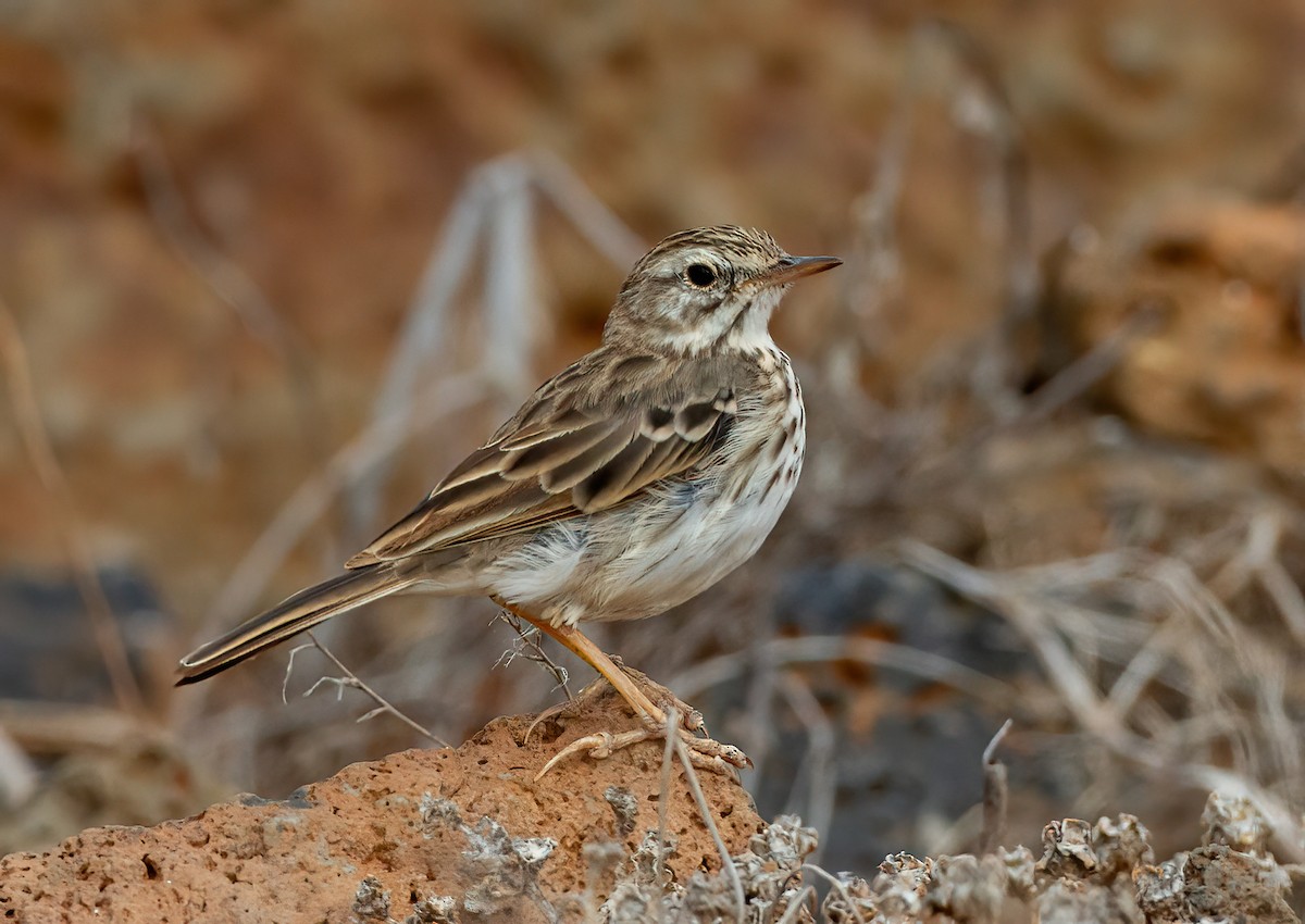 Berthelot's Pipit - ML643434631