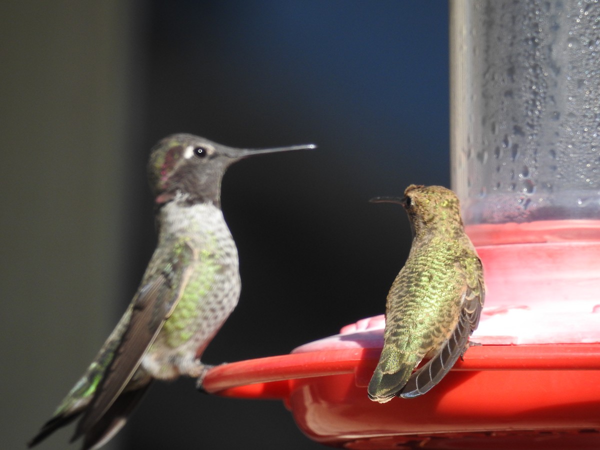 Black-chinned Hummingbird - ML643434637
