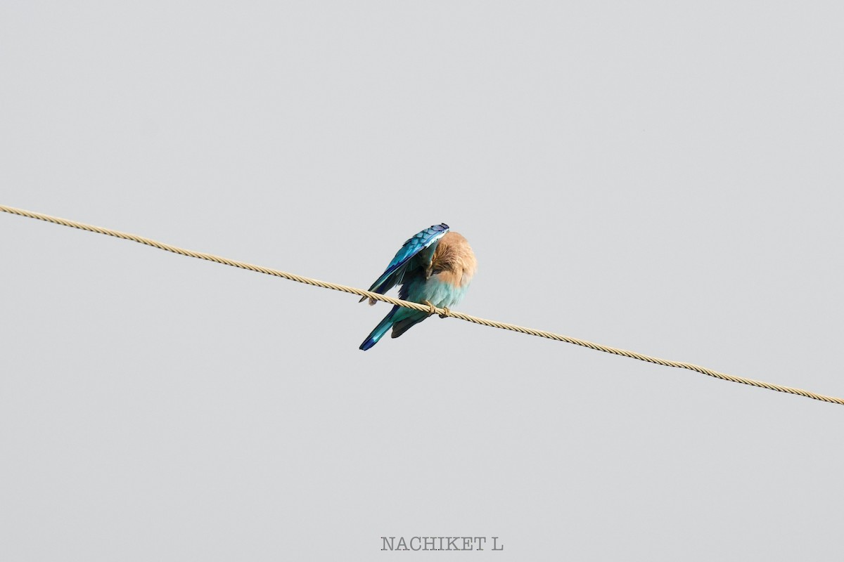 Indian Roller - ML643434652