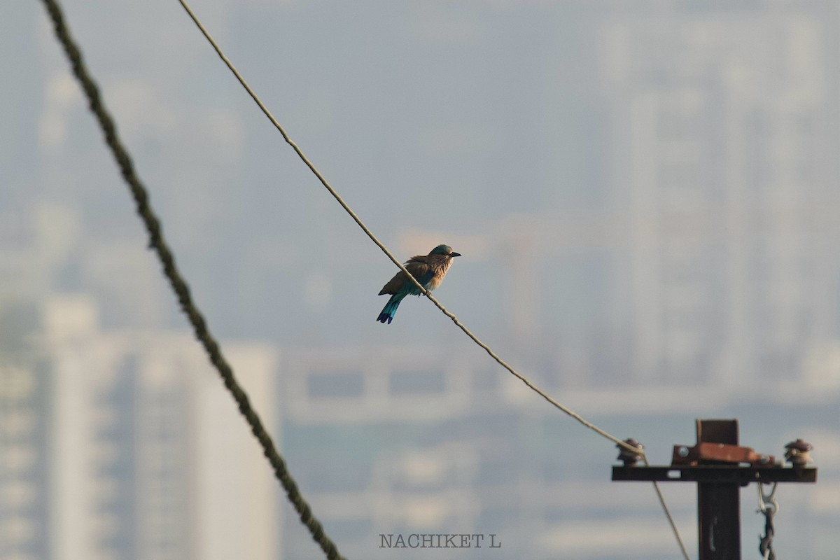 Indian Roller - ML643434654