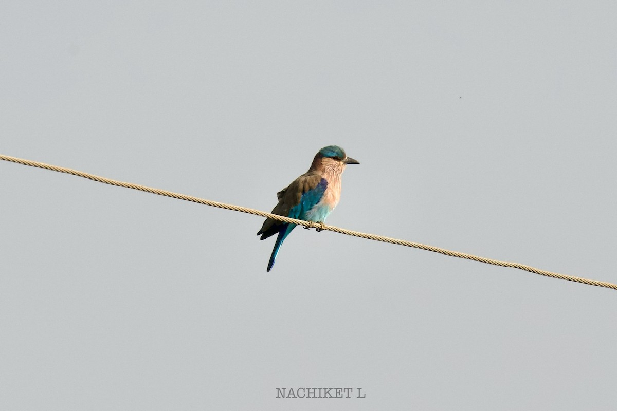 Indian Roller - ML643434655