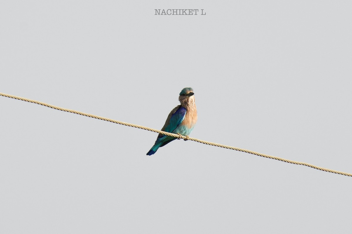 Indian Roller - ML643434656